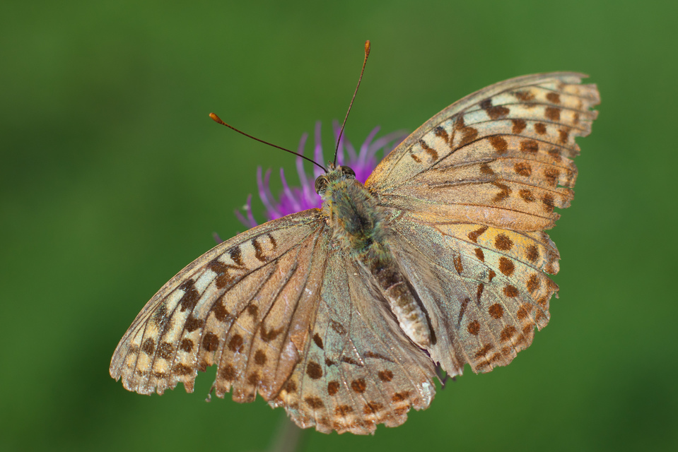 Argynnis pandora - zöldes gyöngyházlepke