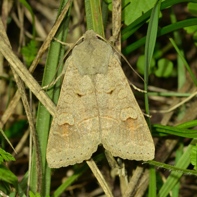 Ammoconia caecimacula - szürke őszibagoly