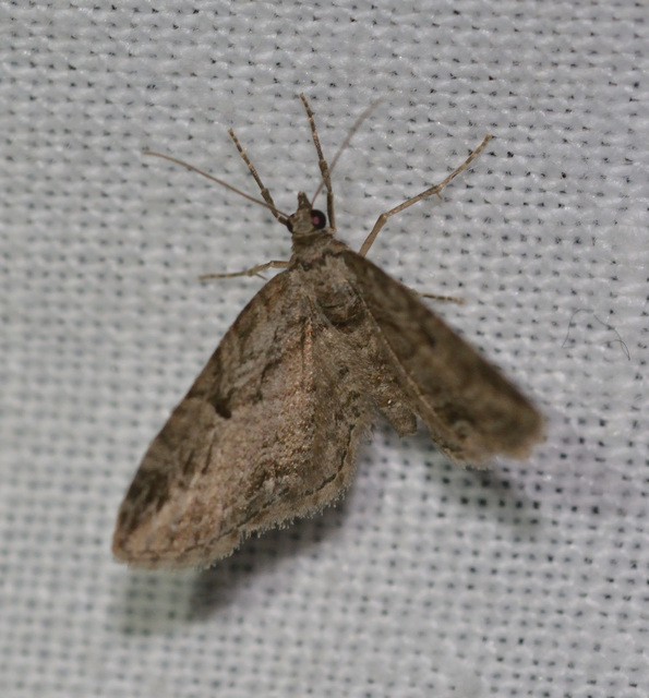 Eupithecia ericeata - feketefenyő-törpearaszoló