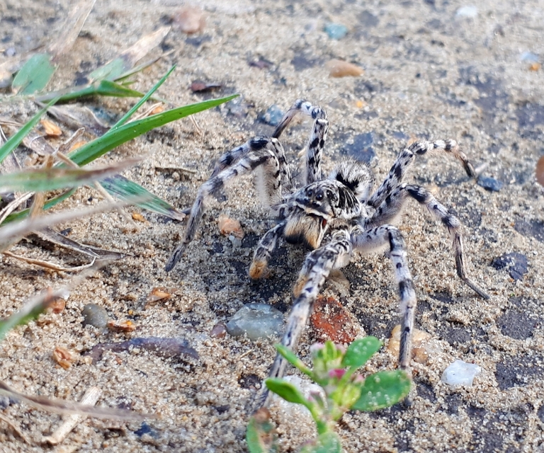 Lycosa singoriensis - szongáriai cselőpók
