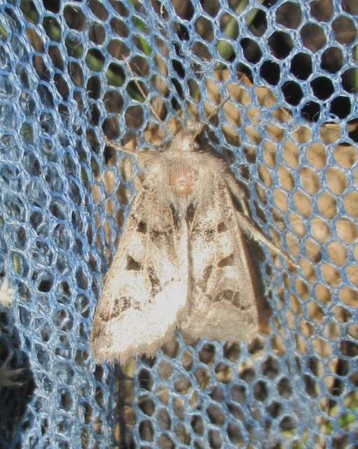 Episema tersa - hármasjegyű liliombagoly