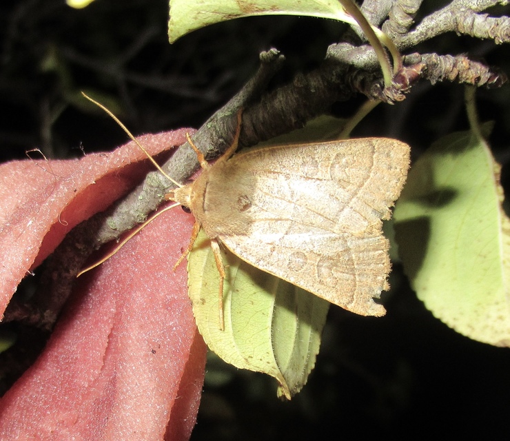 Mesogona acetosellae - madársóskabagoly