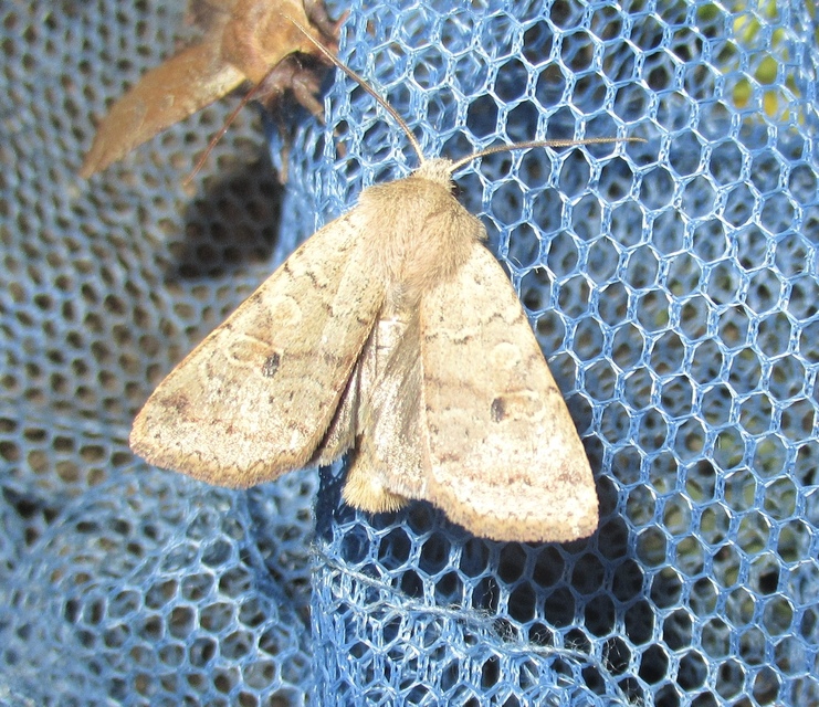Propenistra laevis - könnyű őszibagoly
