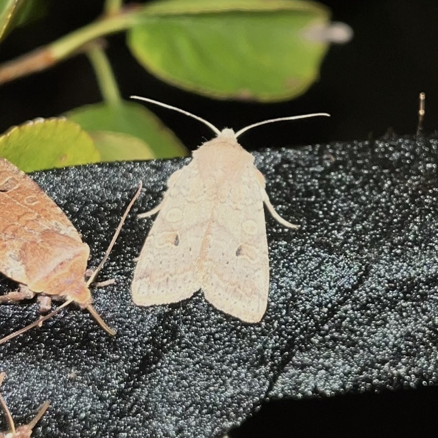 Propenistra laevis - könnyű őszibagoly