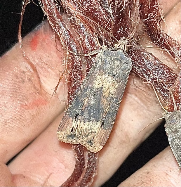 Agrotis ipsilon - nagy földibagoly