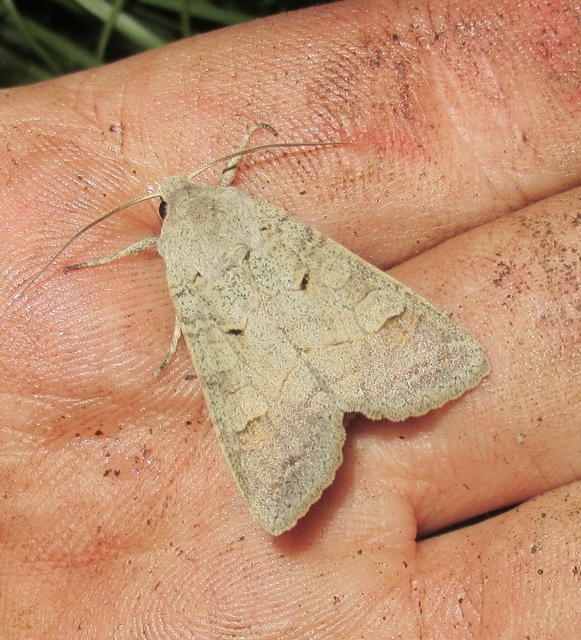 Ammoconia caecimacula - szürke őszibagoly