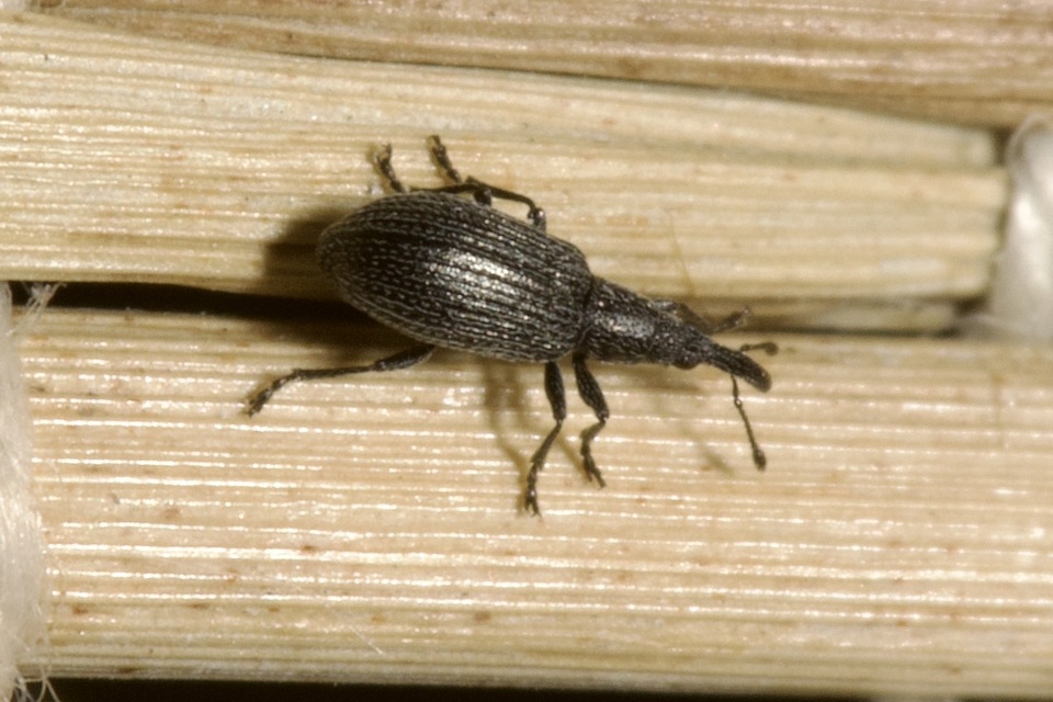 Stenopterapion tenue - lucernaszár-cickányormányos