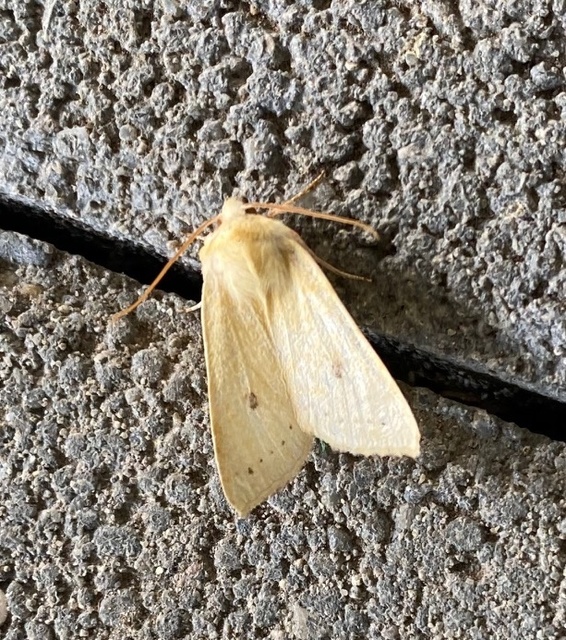 Cirrhia icteritia - nyárfa-sárgabagoly