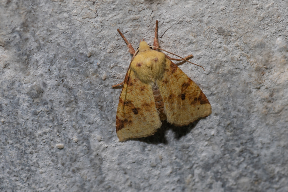 Cirrhia icteritia - nyárfa-sárgabagoly