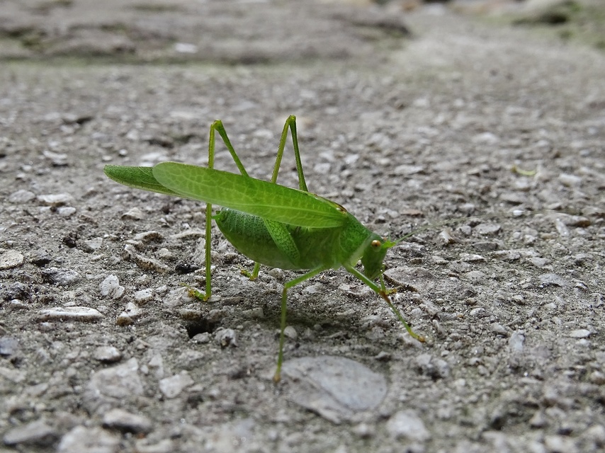 Phaneroptera nana - pontozott repülőszöcske