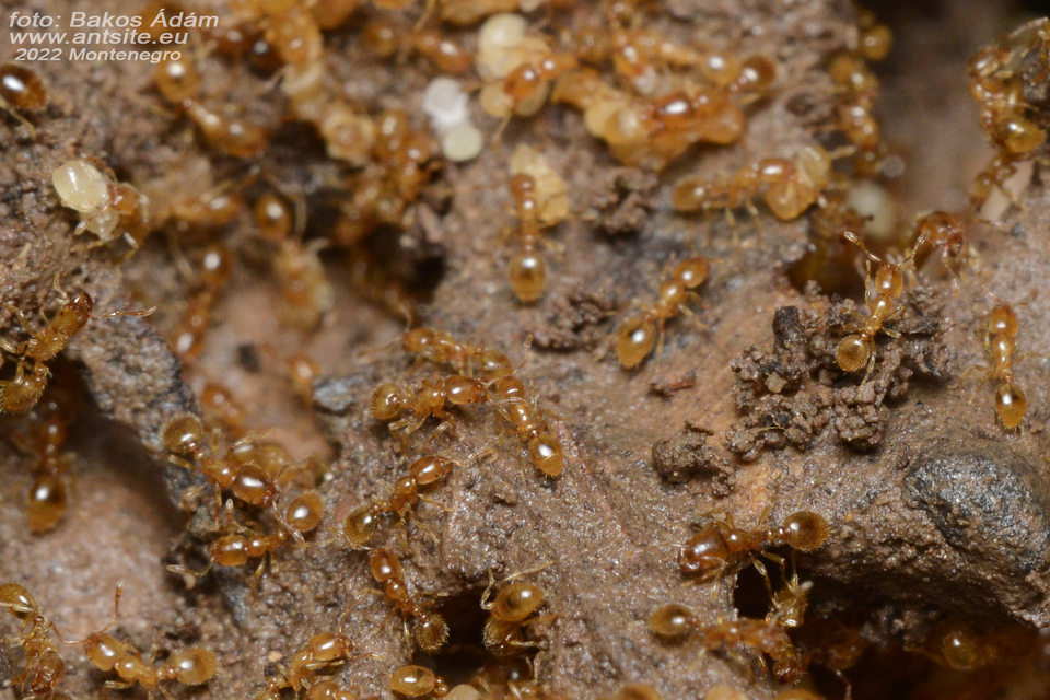 Solenopsis fugax - tolvajhangya