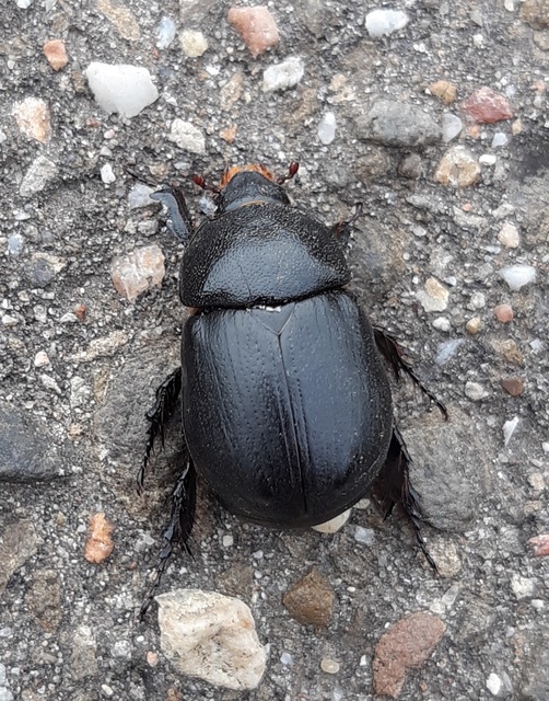 Pentodon idiota - butabogár