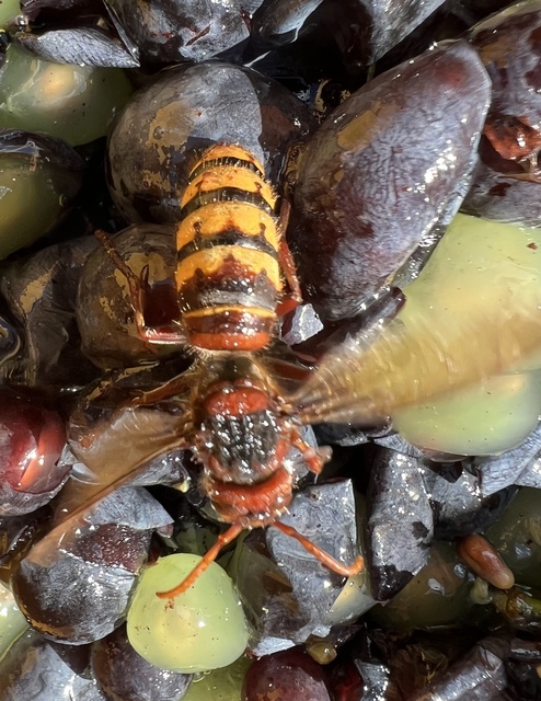 Vespa crabro - lódarázs