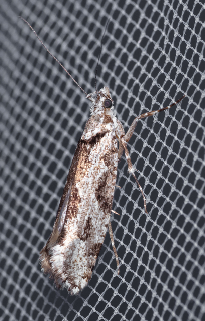 Ypsolopha sequella - ligeti tarkamoly