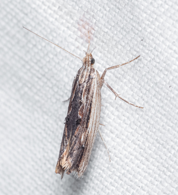 Ypsolopha scabrella - körtelevél-tarkamoly