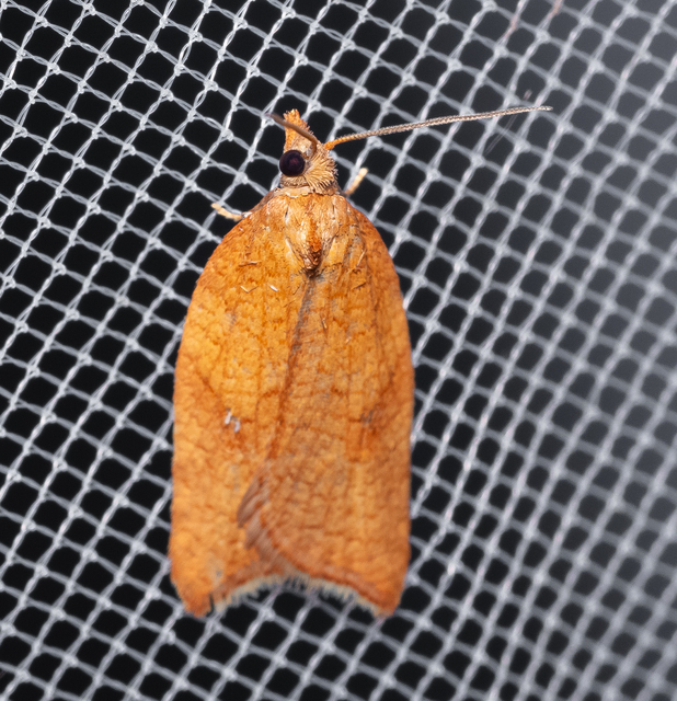 Tortricidae - sodrómolyfélék