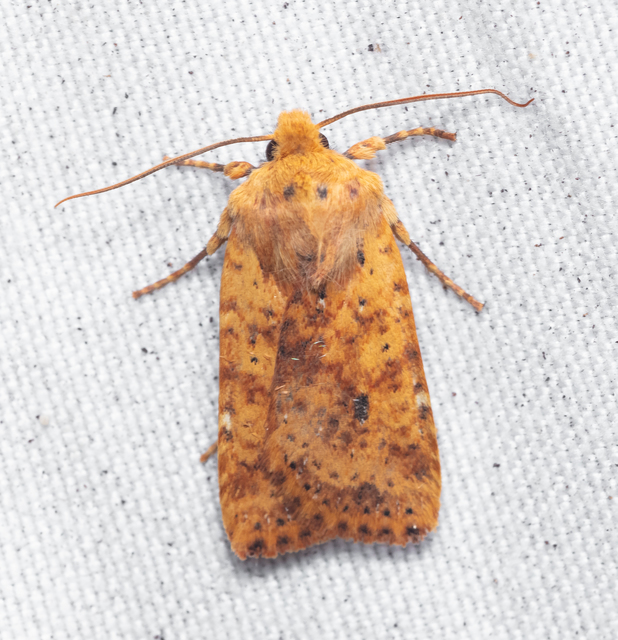 Conistra rubiginea - vörös őszibagoly