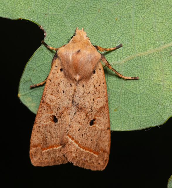Leptologia macilenta - gyertyán-őszibagoly