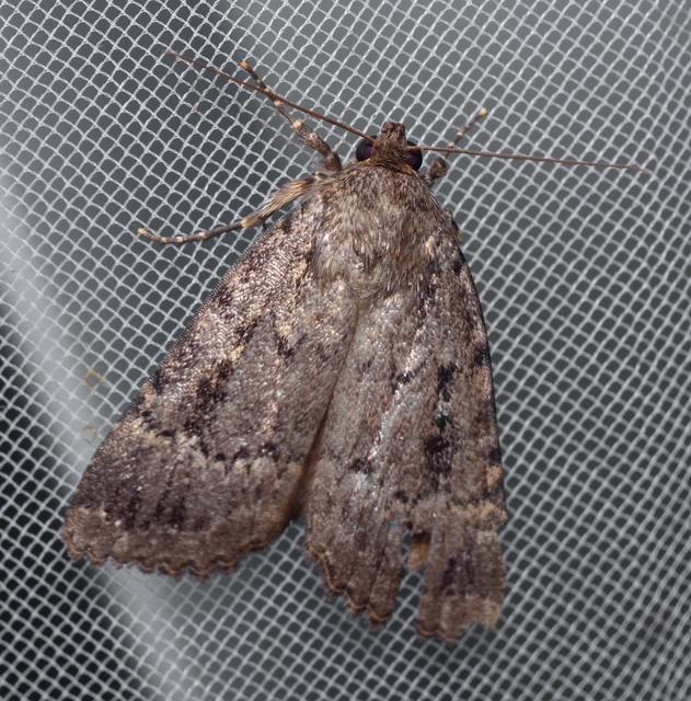 Amphipyra berbera/pyramidea