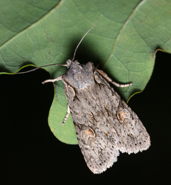 Lithophane ornitopus - közönséges fabagoly