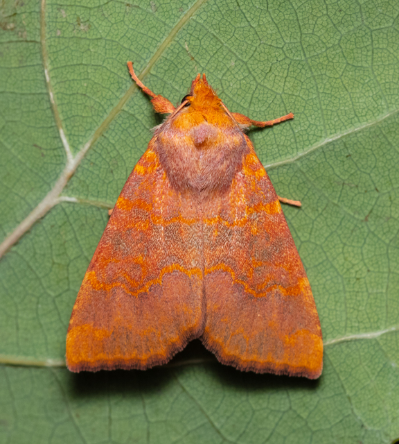 Tiliacea aurago - aranyló sárgabagoly