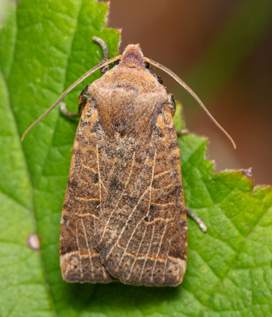 Conistra veronicae - veronika-őszibagoly