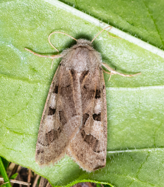 Episema tersa - hármasjegyű liliombagoly