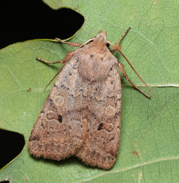Propenistra laevis - könnyű őszibagoly