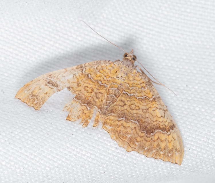 Camptogramma bilineata - kétvonalas sávosaraszoló