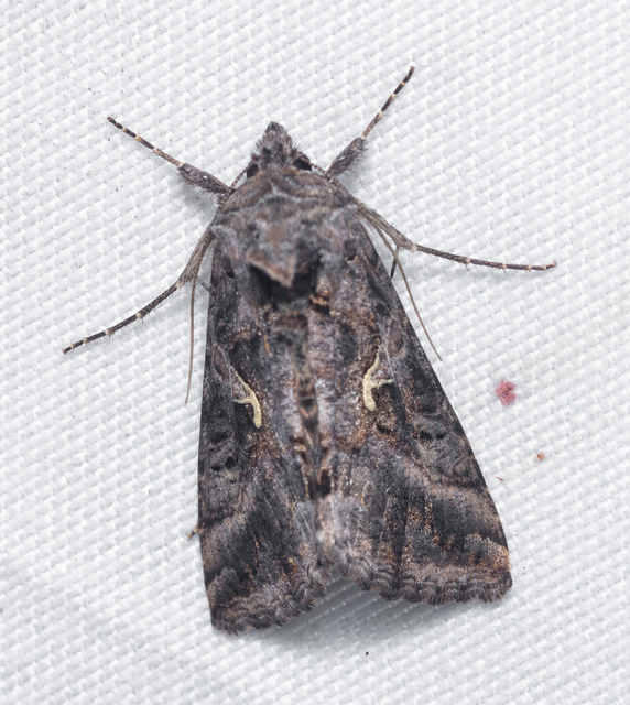 Autographa gamma - gammalepke