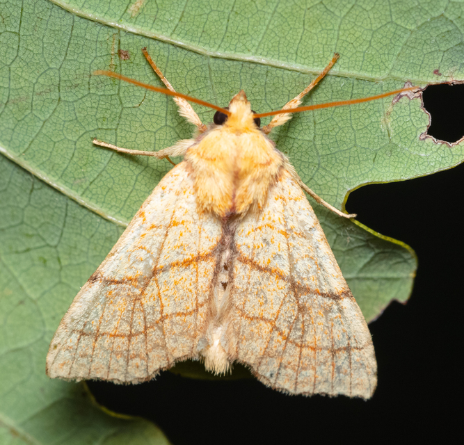 Tiliacea citrago - citromszínű sárgabagoly