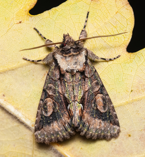 Allophyes oxyacanthae - galagonyabagoly
