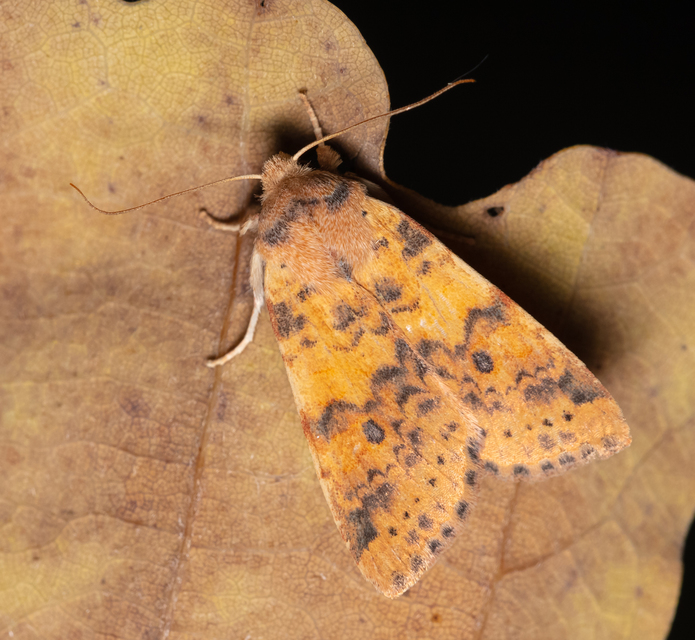 Cirrhia gilvago - foltos sárgabagoly