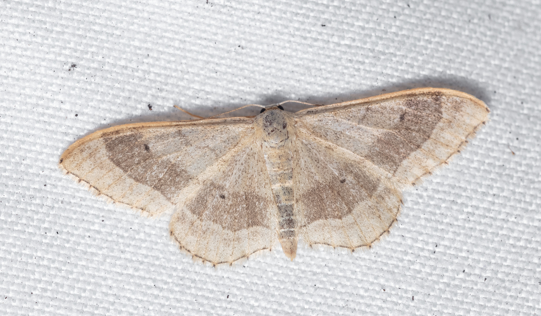 Idaea aversata - nagy sávosaraszoló