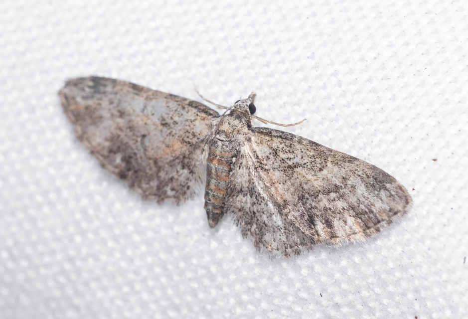 Eupithecia inturbata - juhar-törpearaszoló