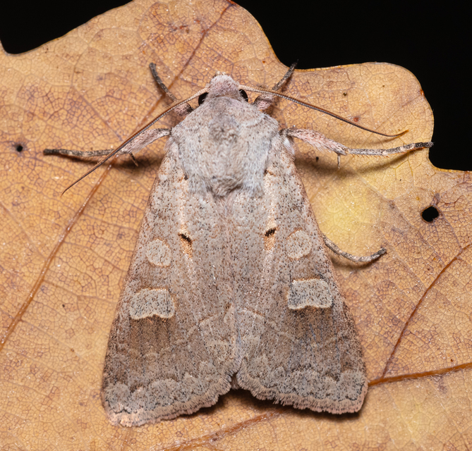 Ammoconia caecimacula - szürke őszibagoly