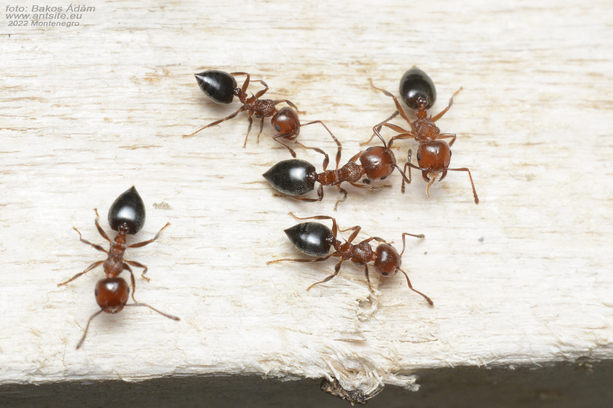 Crematogaster schmidti - vörös szívhangya