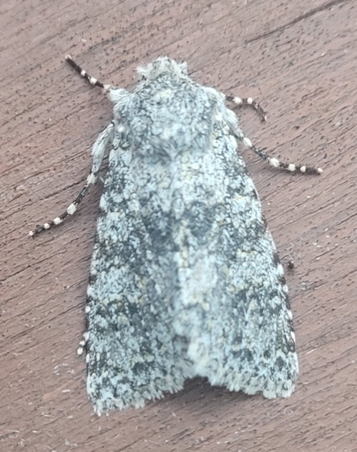 Polymixis xanthomista gyurovicslaszloi - Gyurovics László tarkabaglya