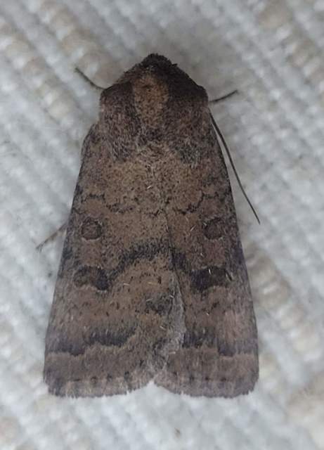 Hoplodrina octogenaria - barna selymesbagoly