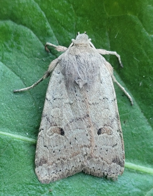 Propenistra laevis - könnyű őszibagoly