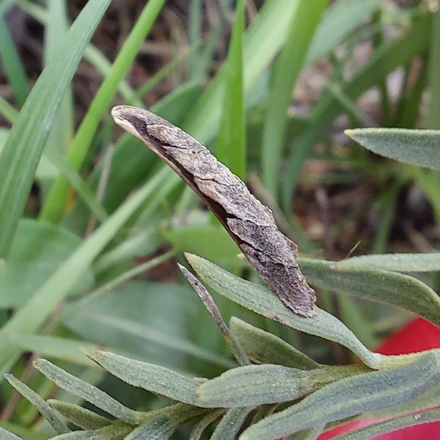 Coleophora impalella - bélmegyeri zsákosmoly