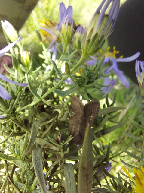 Aporophyla lutulenta - sziki őszibagoly