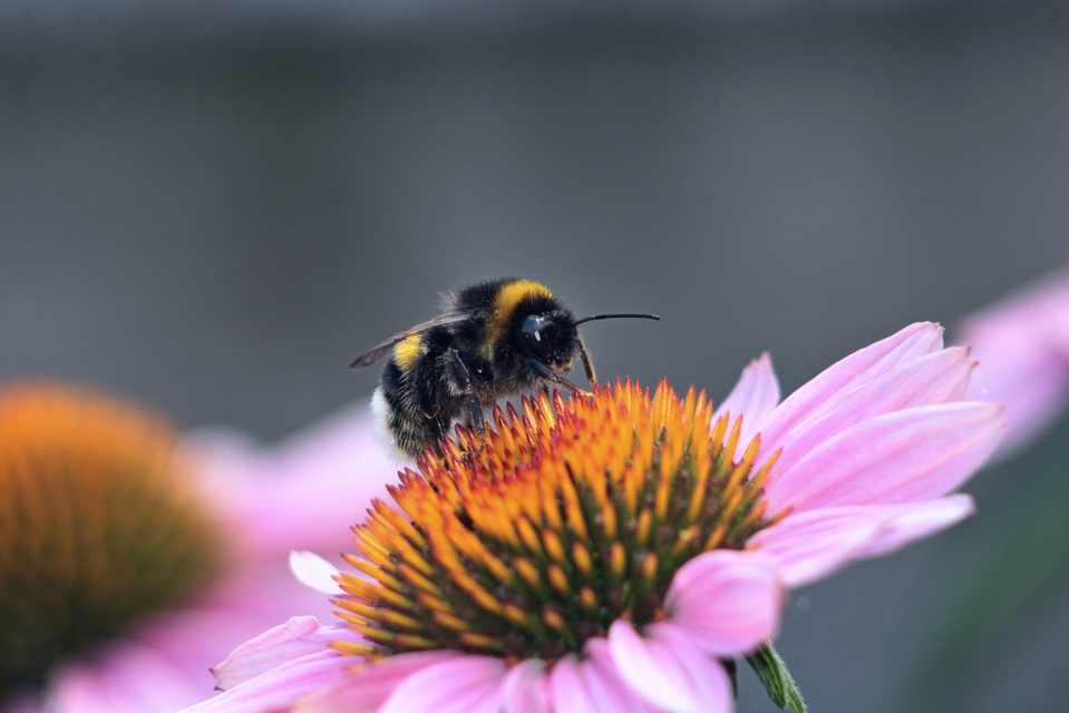 Bombus terrestris/lucorum