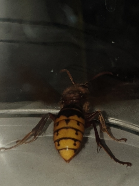Vespa crabro - lódarázs