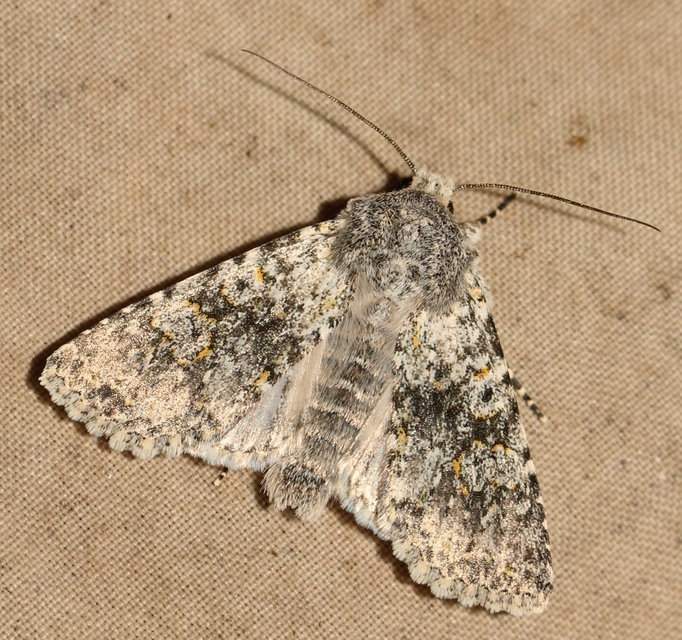 Polymixis xanthomista gyurovicslaszloi - Gyurovics László tarkabaglya