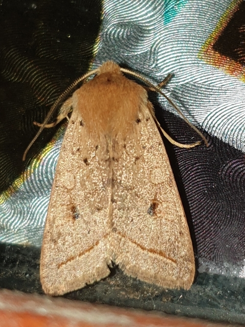 Leptologia macilenta - gyertyán-őszibagoly