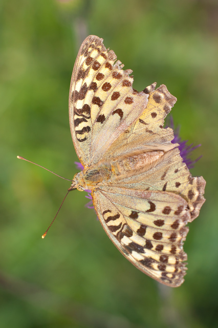 Argynnis pandora - zöldes gyöngyházlepke