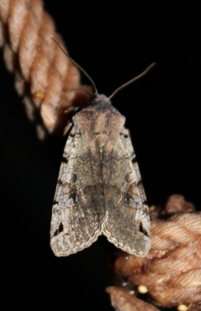 Anchoscelis litura - tarka őszibagoly