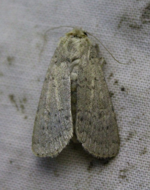 Rhyacia simulans - hamvas földibagoly