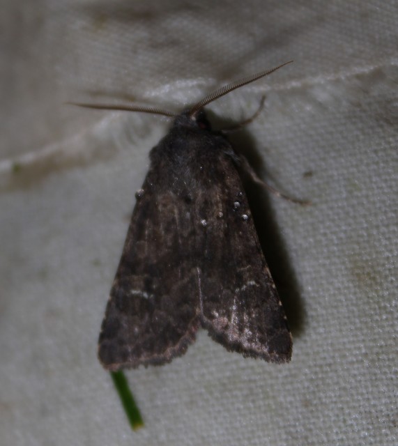Aporophyla lutulenta - sziki őszibagoly